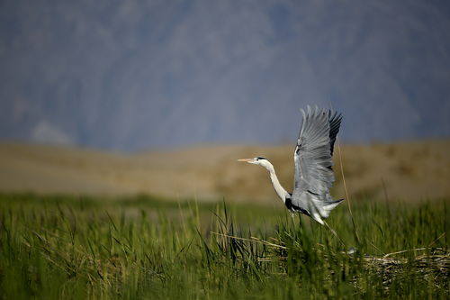 潮起塞上滿目新 寧夏建設黃河流域生態保護和高質量發展先行區觀察