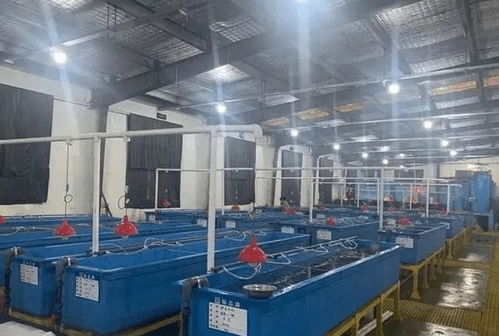 大山里也能養(yǎng)海蝦,全工廠化循環(huán)水養(yǎng)殖,走出了一條生態(tài)漁業(yè)綠色發(fā)展新路子